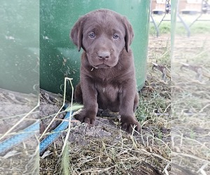 Labrador Retriever Puppy for sale in ACAMPO, CA, USA