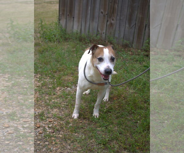 Medium Photo #2 Mutt Puppy For Sale in Jackson, MS, USA
