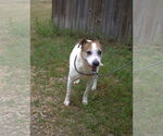 Small #1 Mutt