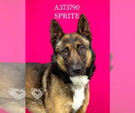 Small Photo #2 German Shepherd Dog Puppy For Sale in Stockton, CA, USA