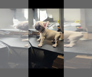 French Bulldog Puppy for sale in SADDLE RIVER, NJ, USA