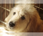 Small #7 Goldendoodle