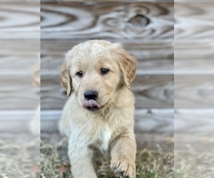 Golden Retriever Puppy for sale in ORLANDO, FL, USA