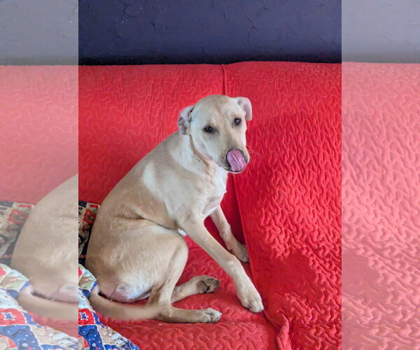 Medium Photo #3 Mutt Puppy For Sale in Mt. Laurel, NJ, USA