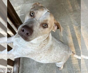 Labrador Retriever-Unknown Mix Dogs for adoption in Alexander, AR, USA