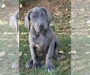 Great Dane Dogs for adoption in Hesperia, CA, USA
