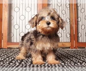 YorkiePoo Puppy for sale in NAPLES, FL, USA