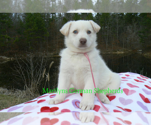 German Shepherd Dog Puppy for sale in PIEDMONT, MO, USA