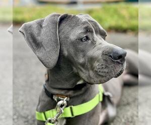 American Pit Bull Terrier-Unknown Mix Dogs for adoption in Alameda, CA, USA