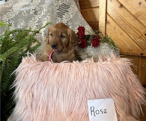 Golden Retriever Puppy for sale in WITHEE, WI, USA