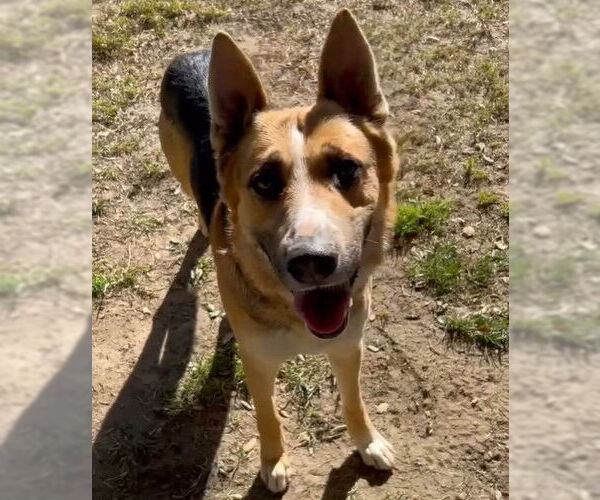 Medium Photo #1 German Shepherd Dog-Unknown Mix Puppy For Sale in Riverside, CA, USA