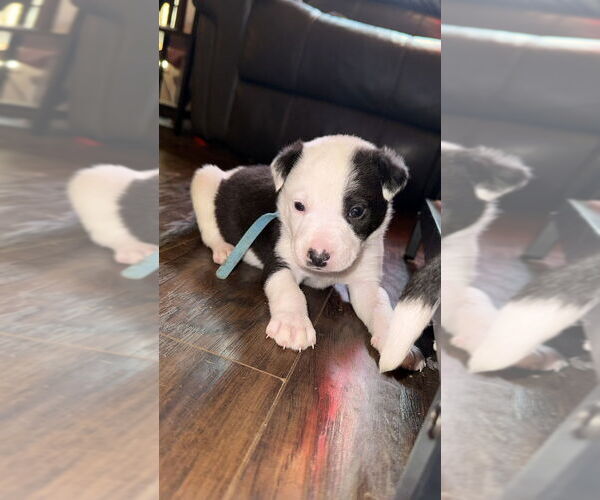 Medium Photo #8 Australian Shepherd-Unknown Mix Puppy For Sale in OKLAHOMA CITY, OK, USA