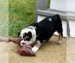 Small Photo #3 English Bulldogge Puppy For Sale in OXFORD, CT, USA