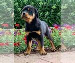 Small Photo #8 Rottweiler Puppy For Sale in NAPPANEE, IN, USA