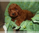 Puppy 1 Cavapoo