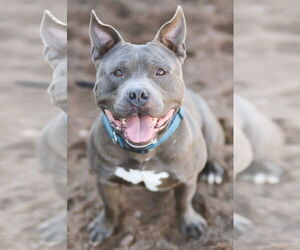 Bulldog-Unknown Mix Dogs for adoption in Webster, WI, USA