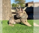 Small #2 French Bulldog