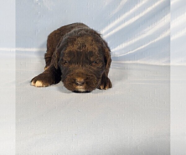 Medium Photo #100 Golden Mountain Dog Puppy For Sale in BLACK FOREST, CO, USA