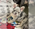 Puppy Cartagena French Bulldog