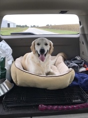 Golden Retriever Dogs for adoption in CHAMPAIGN, IL, USA