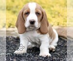 Small #3 Basset Hound