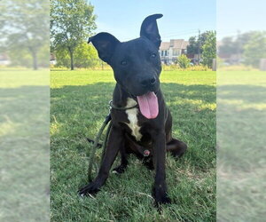 Bugs - Male Labrador Retriever-Unknown Mix Dog for Adoption - Photo #3