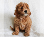 Small Goldendoodle-Poodle (Miniature) Mix
