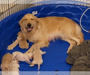 Mother of the Golden Retriever puppies born on 05/20/2023