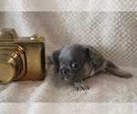 Small #6 French Bulldog