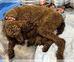 Mother of the Poodle (Standard) puppies born on 01/11/2025