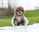 Small Photo #1 ShihPoo Puppy For Sale in WARSAW, IN, USA