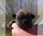 Small Photo #9 Buggs Puppy For Sale in WEST PLAINS, MO, USA