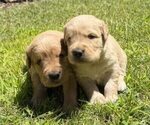 Image preview for Ad Listing. Nickname: Goldens