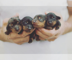 Dachshund Puppy for sale in GRANTS PASS, OR, USA