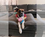 Small #6 Boxer
