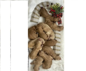Goldendoodle Puppy for sale in BARDSTOWN, KY, USA