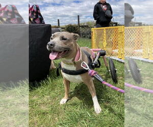 Coral - Female American Pit Bull Terrier-American Staffordshire Terrier Mix Dog for Adoption - Photo #3