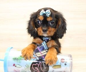 Cavalier King Charles Spaniel Puppy for sale in LAS VEGAS, NV, USA