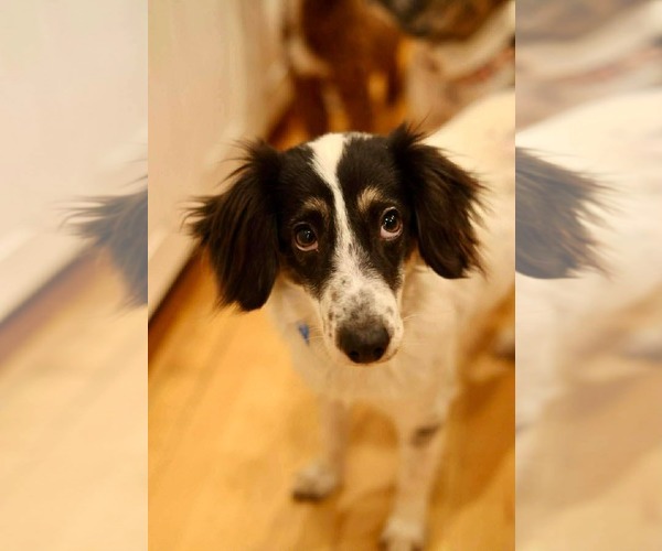 Medium Photo #2 Collie-Unknown Mix Puppy For Sale in Duluth, MN, USA