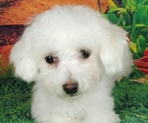 Bichon Frise Puppy for sale in WINSTON SALEM, NC, USA