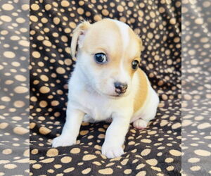 Poodle (Miniature)-Unknown Mix Dogs for adoption in Marina Del Rey, CA, USA