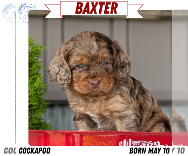 Medium Photo #15 Cockapoo (Miniature) Puppy For Sale in GOSHEN, IN, USA