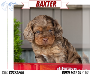 Medium Cockapoo (Miniature)