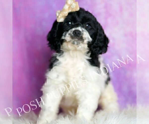 Medium Photo #3 Cavapoo (Miniature) Puppy For Sale in WARSAW, IN, USA