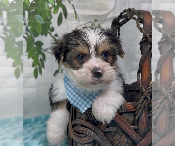 Medium Photo #25 Shorkie Tzu Puppy For Sale in SELLERSBURG, IN, USA