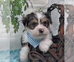 Small Photo #25 Shorkie Tzu Puppy For Sale in SELLERSBURG, IN, USA