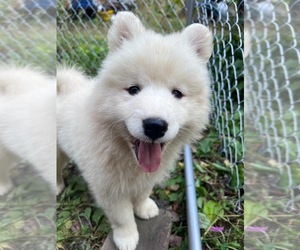 Samoyed Puppy for sale in NISSWA, MN, USA