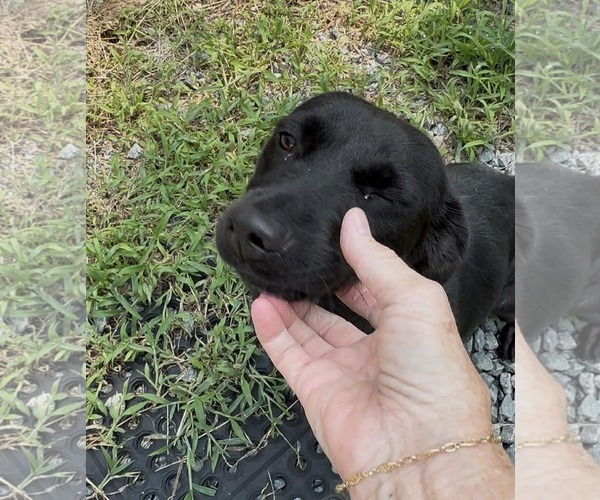 Medium Photo #3 Mutt Puppy For Sale in Thomasville, NC, USA