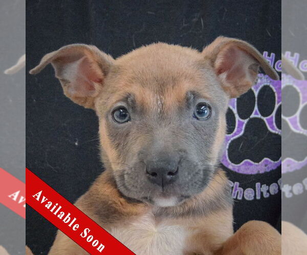 Medium Photo #1 American Staffordshire Terrier-Boxer Mix Puppy For Sale in Huntley, IL, USA