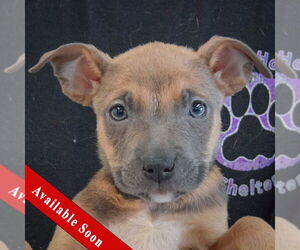American Staffordshire Terrier-Boxer Mix Dogs for adoption in Huntley, IL, USA